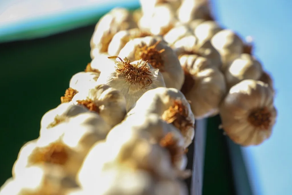 Impulsan la reactivación del cultivo de ajo y el desarrollo en General Artigas